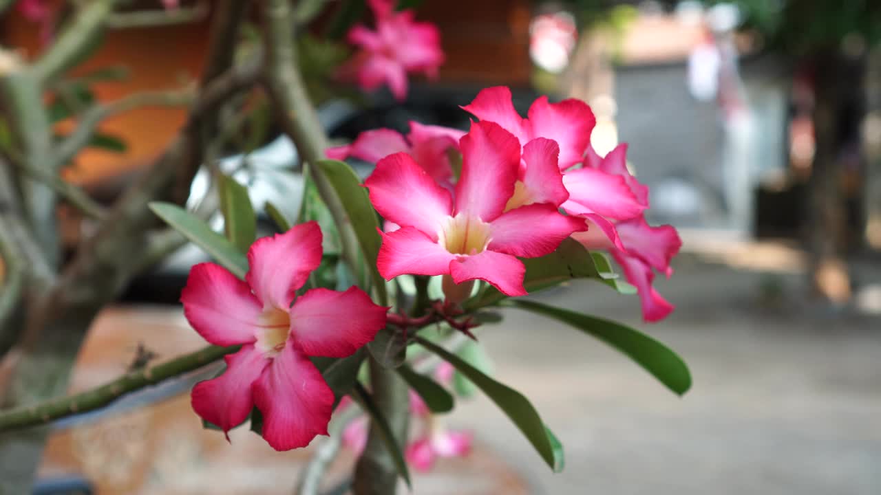 Adenium obesum视频素材