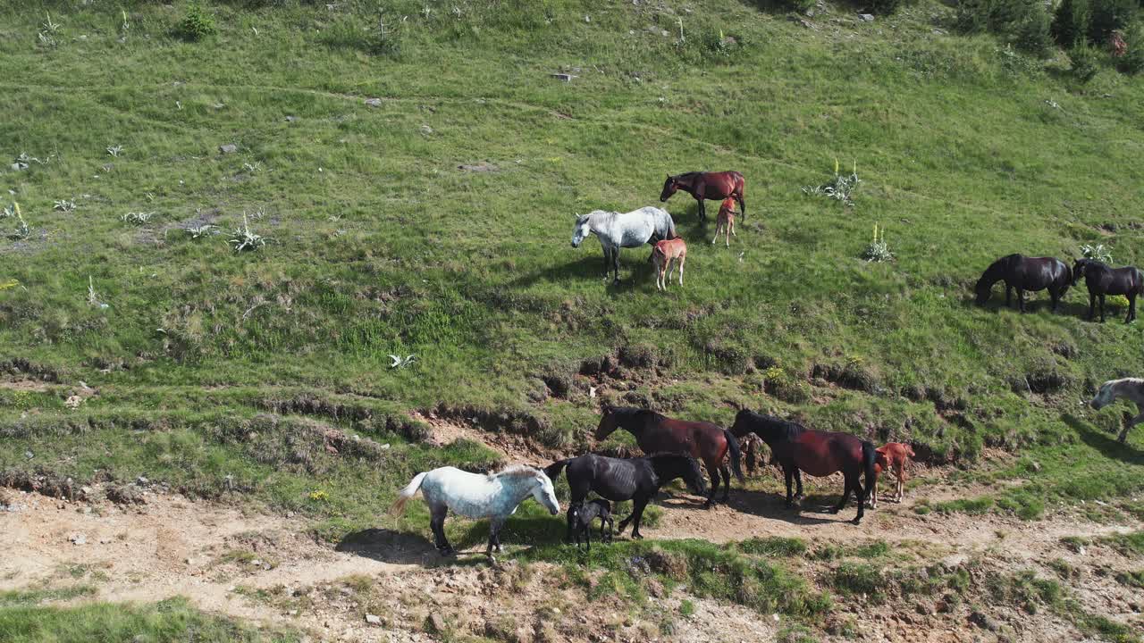 在山间草地上吃草的野马群，航拍慢镜头视频素材