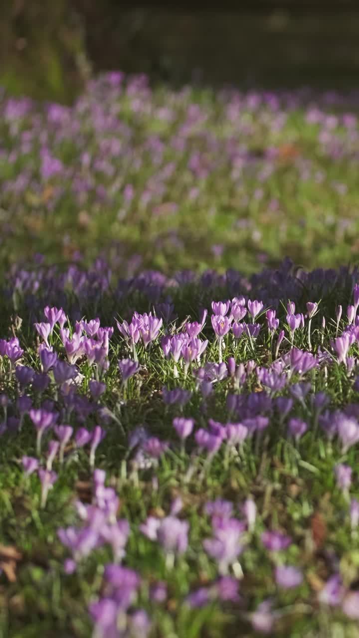 草地上树木之间的番红花视频素材