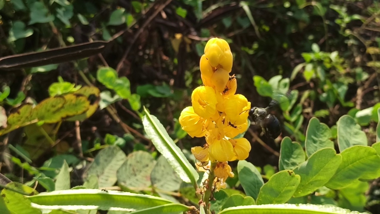 纯洁的大黄蜂视频素材