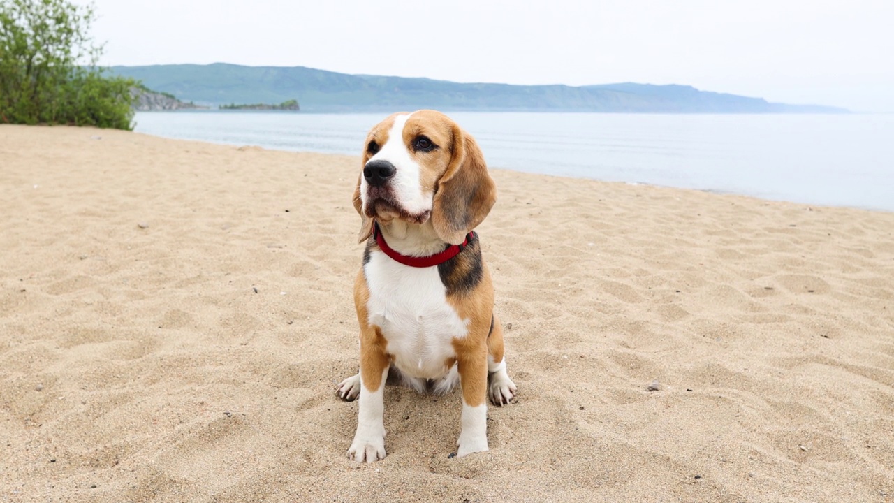 可爱的小猎犬正坐在沙滩上。视频素材