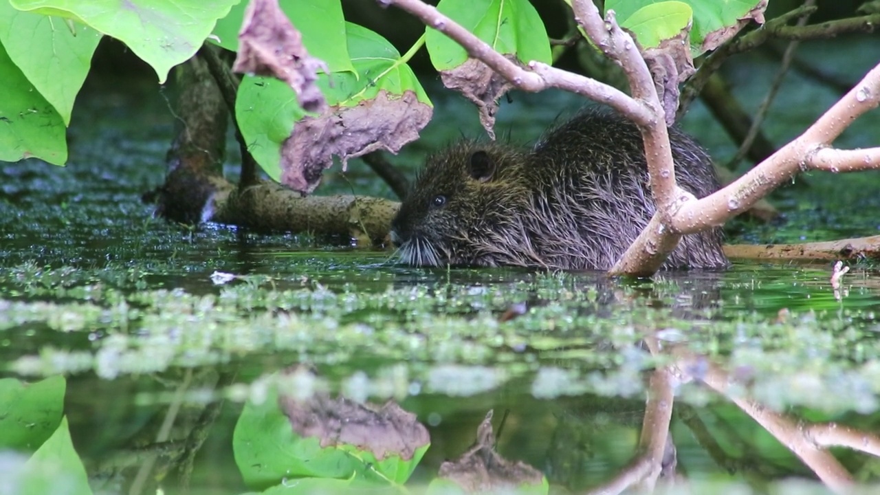 游水的海狸鼠、麝鼠、海狸鼠或河鼠在花园池塘或湖泊中寻找水面食物，是欧洲水域的入侵物种，它们以啮齿动物的形式在水中梳理和进食视频素材