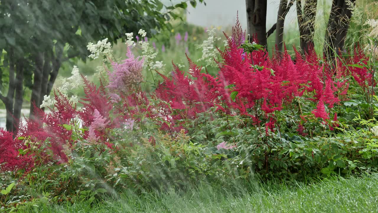 春天花园里的花。视频素材