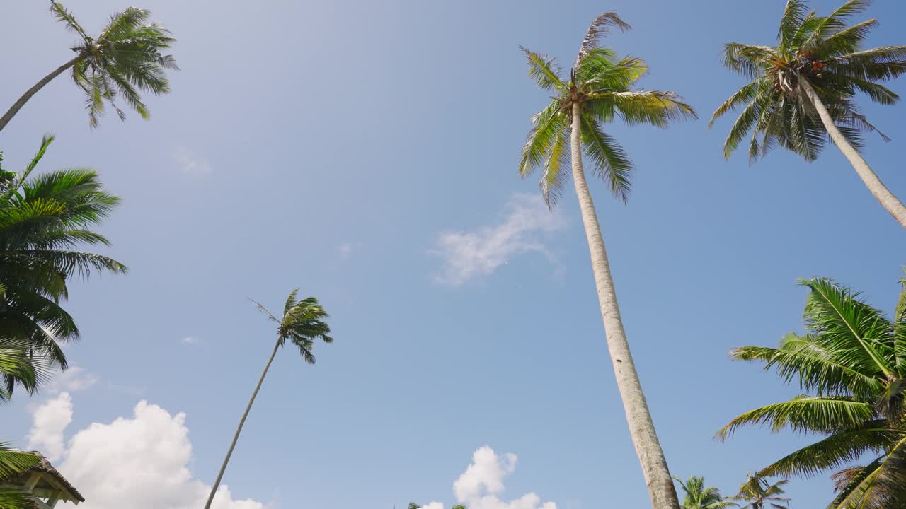 热带海岛海滩上的大型豪华旅游复古别墅在暑假期间出租。古董度假屋，复古家具，游泳池和棕榈树在海岸线的后院。视频素材