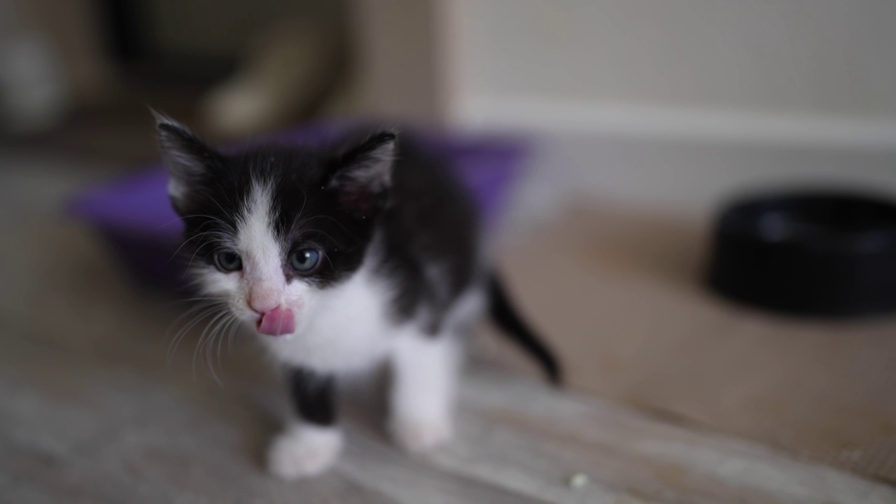 可爱的黑白小猫画像舔和清洗后丰盛的晚餐。满意和快乐的小猫咪。萌宠概念视频素材