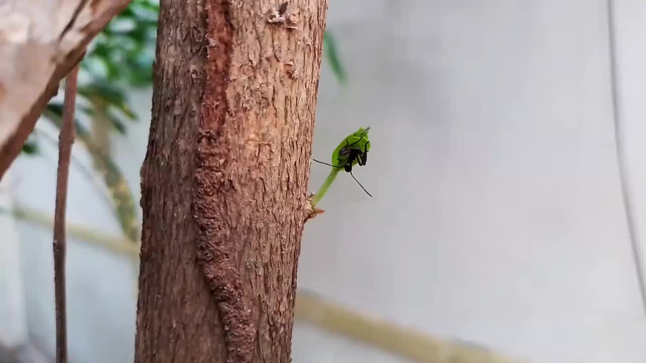 一只黑色的昆虫栖息在嫩枝上。宏摄像。视频素材