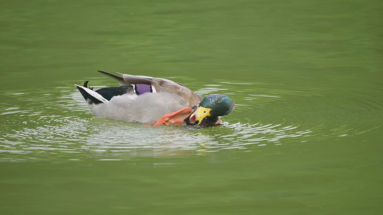 一只雄性野鸭(Anas platyrhynchos)在湖中游泳、洗澡和喝水的慢镜头视频素材