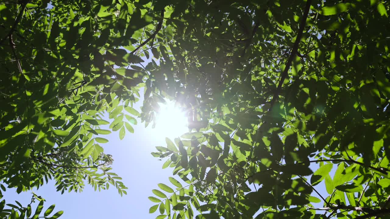 一种在春天开有绿色叶子的花楸树视频素材