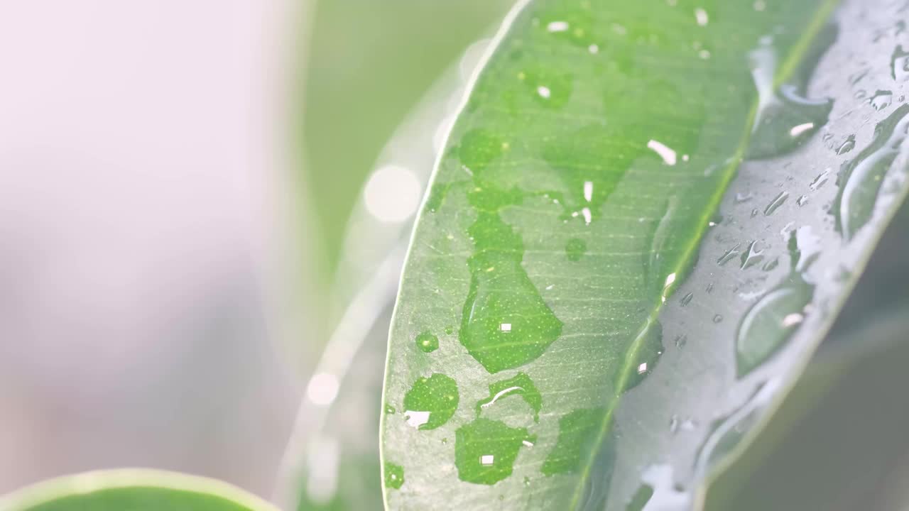 夏雨慢慢落下，溅在绿叶上。日落时雨滴落下视频素材