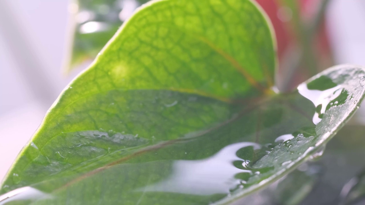 雨水落在绿叶上，营造出一种自然的场景。视频素材