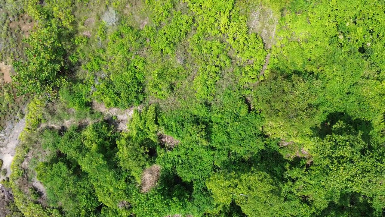 热带雨林鸟瞰图。这片森林位于纳尼沃塔邦国家公园地区视频素材