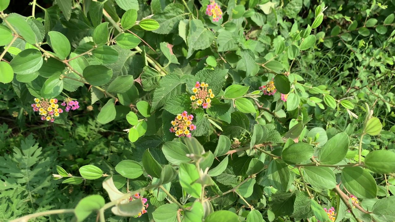 小黄花，小黄花，小粉花，随风摇曳。一朵花在田野里盛开。视频素材