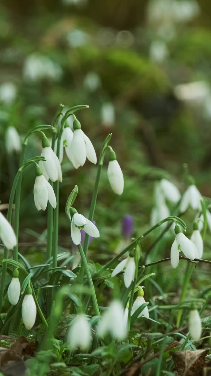 春林里的雪花莲视频素材