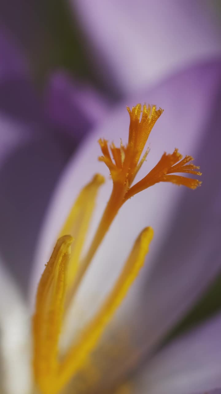 藏红花春天开花视频素材