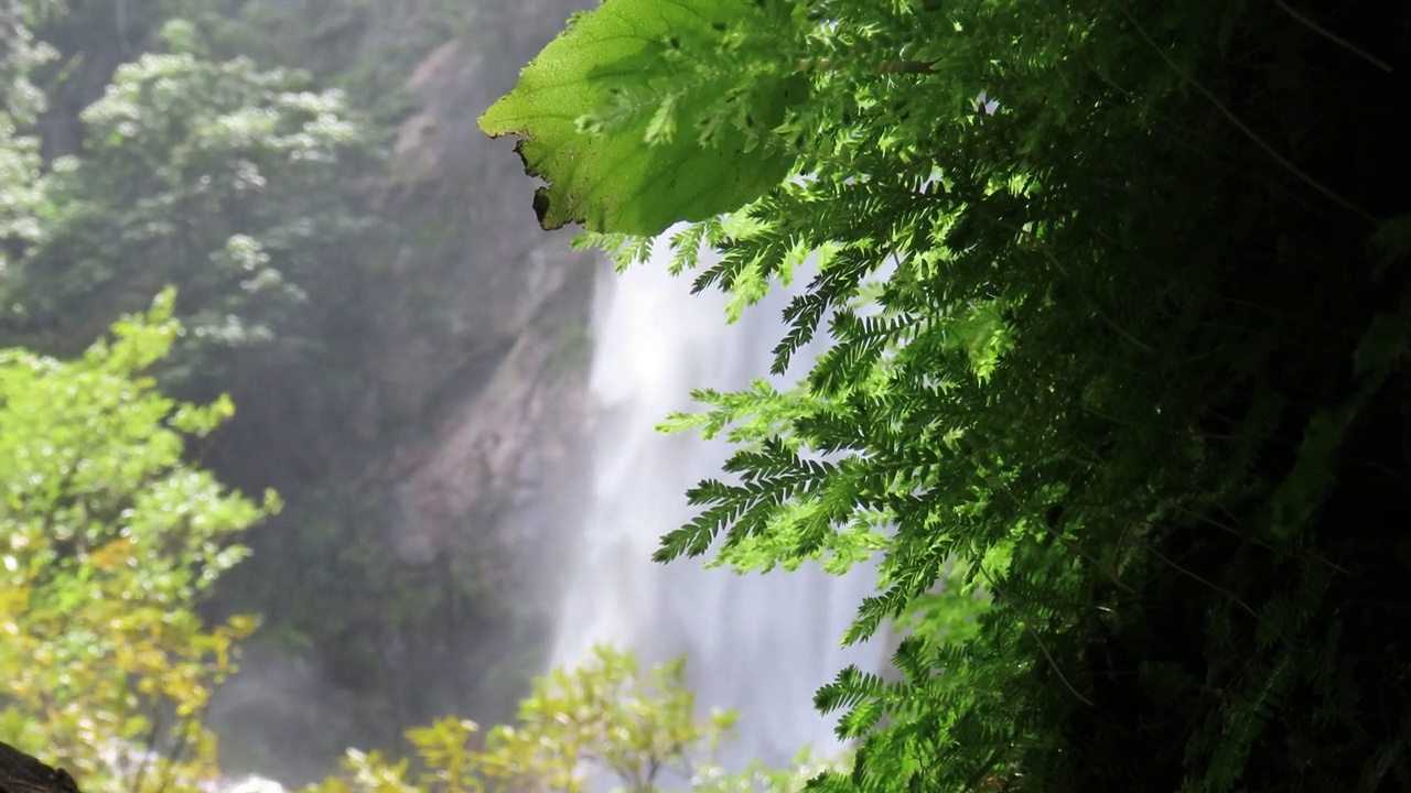 雨林中有蕨类和苔藓的瀑布视频素材