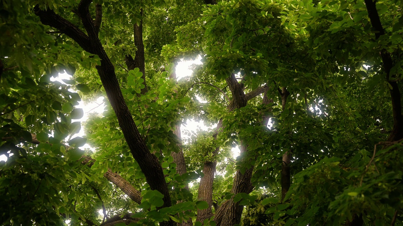 静态镜头仰望一棵大橡树的树枝，光线透过树叶和树枝视频素材