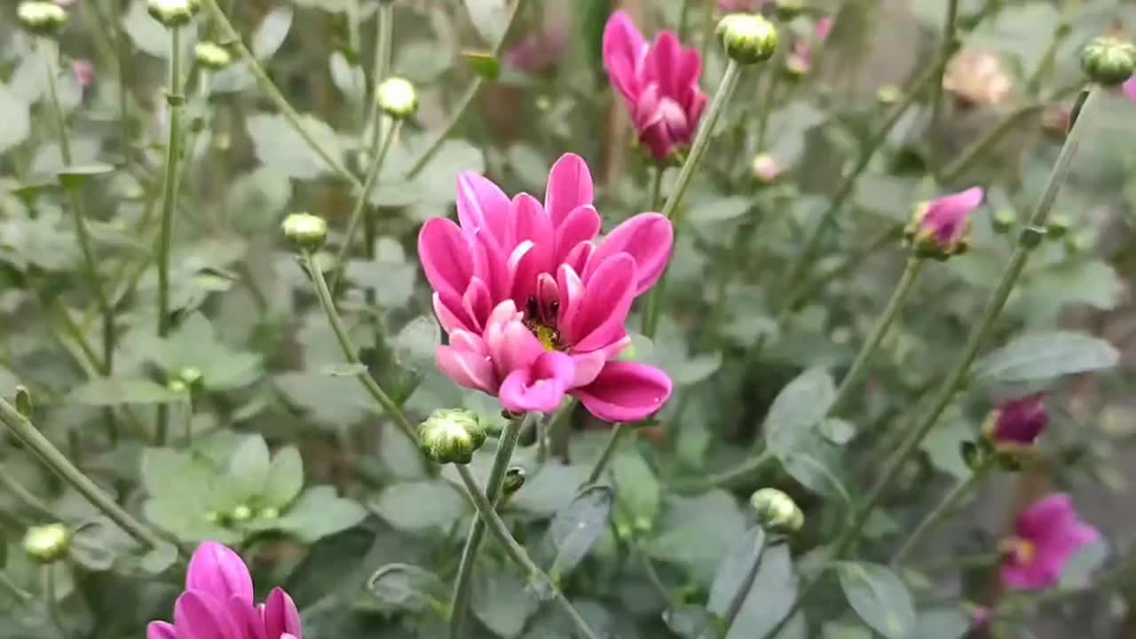 院子里的菊花视频素材