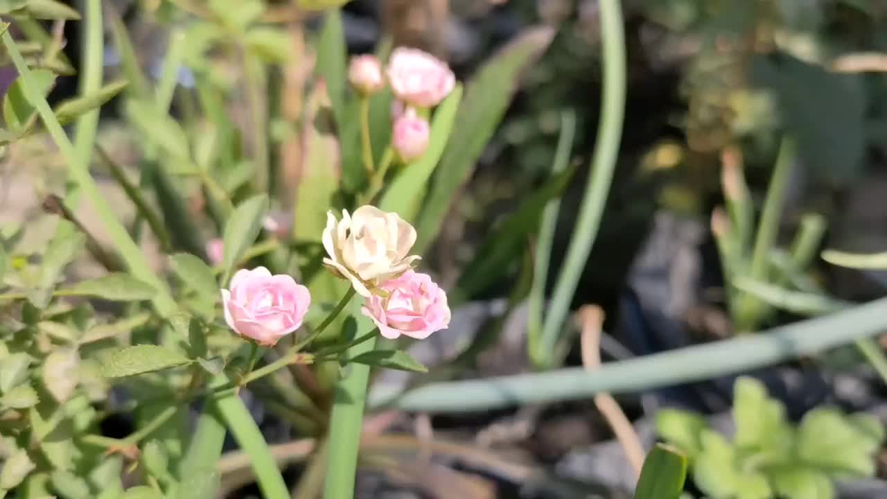 玫瑰花园——小玫瑰视频素材