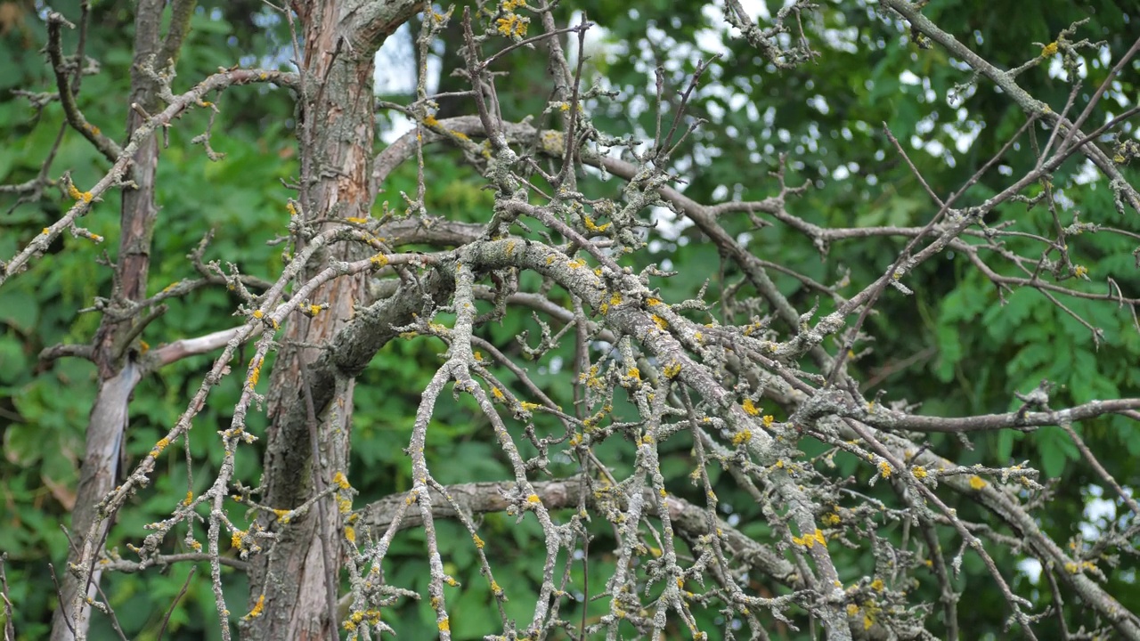 花园里枯死的苹果树、枯死的树枝和自然产生的木头视频素材