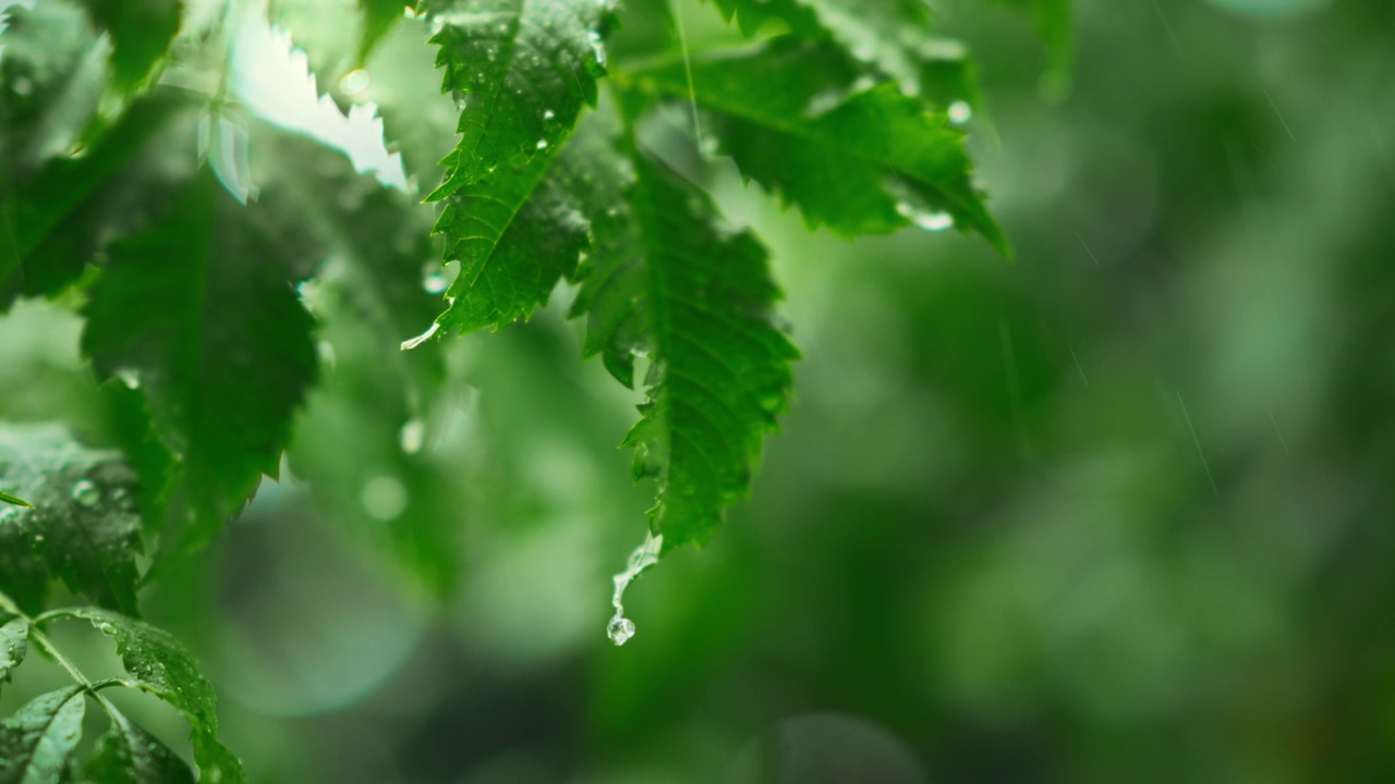 B卷——丛林中的降雨特写，雨滴落在树叶上，雨淋在茂密的森林中，绿色自然的概念。缓慢的运动。视频素材