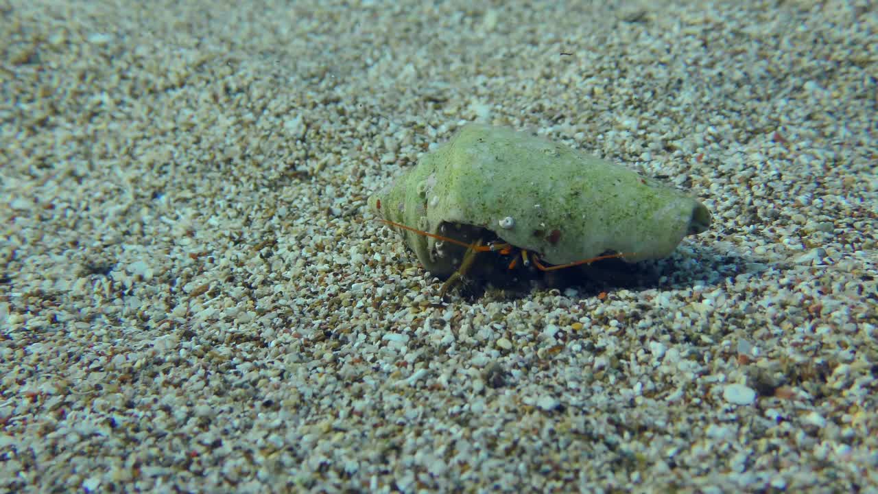 沙质海床上的寄居蟹。视频素材