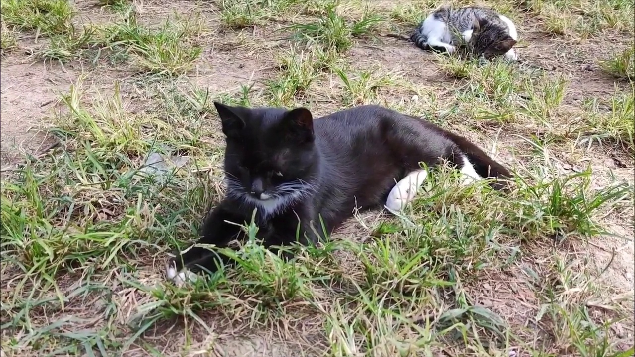 流浪猫在城市公园的草地上休息和躺着视频素材