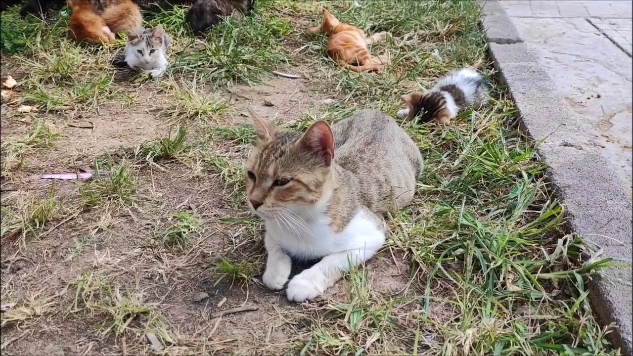 流浪猫在城市公园的草地上休息和躺着视频素材