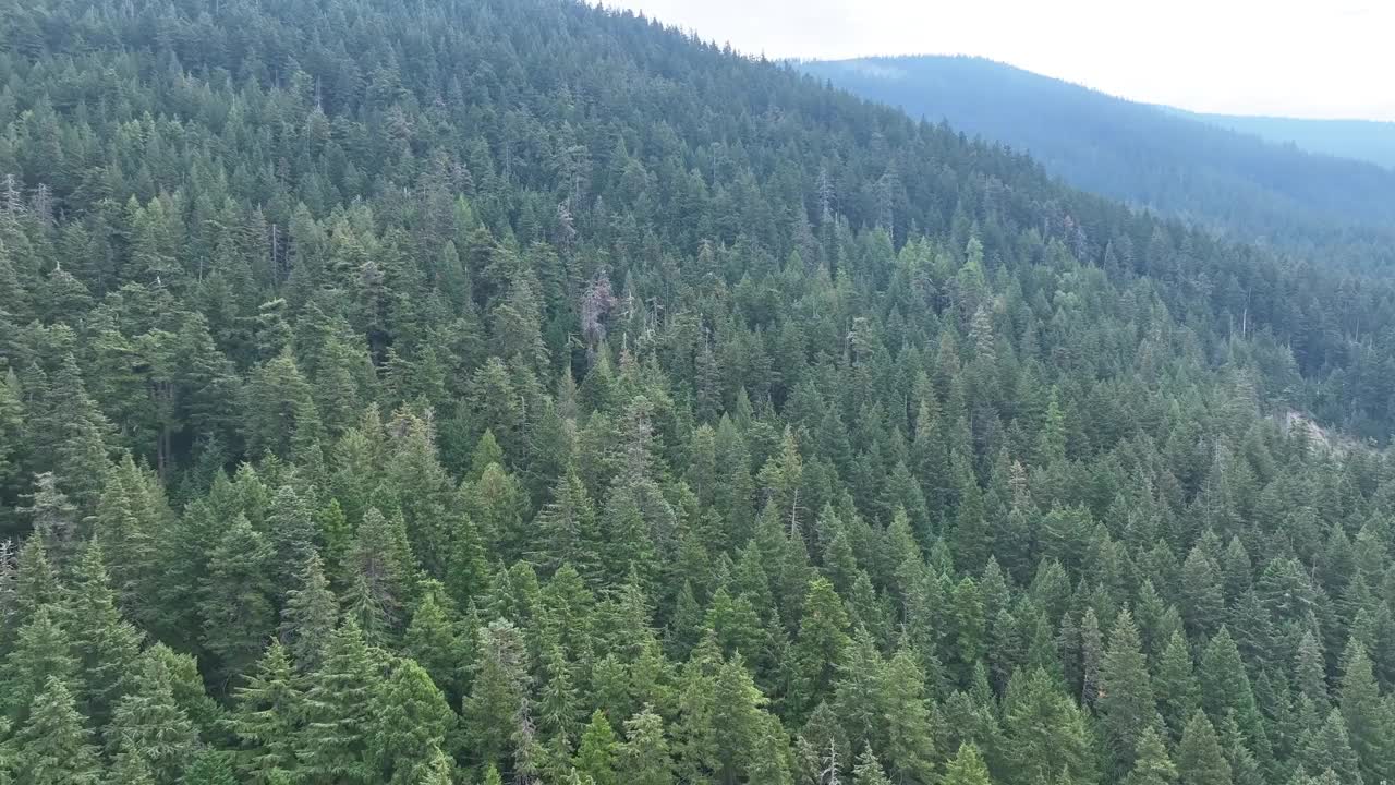 太平洋西北部森林山坡的鸟瞰图视频素材