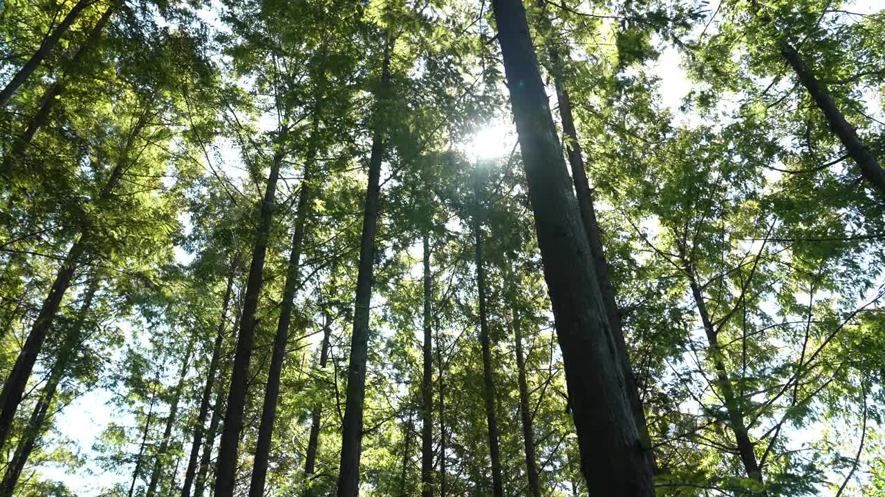 安山Jarak-gil路——阳光透过树叶/首尔，韩国视频素材