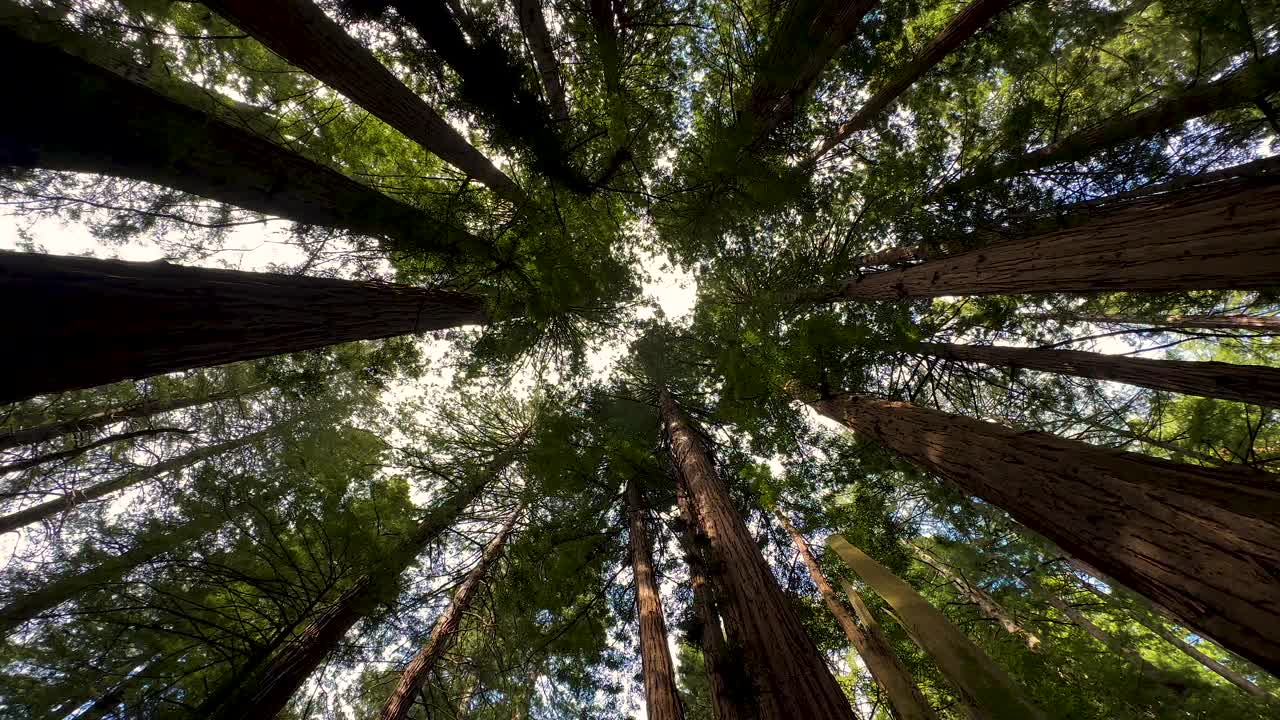 穆尔森林国家纪念碑巨型红木红杉林视频素材