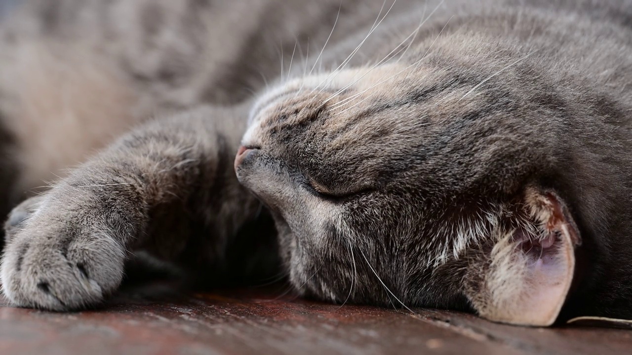 正在打盹的流浪猫视频素材