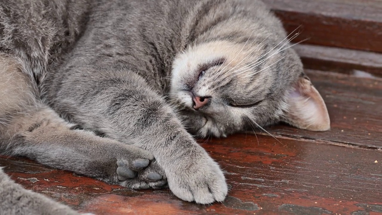 正在打盹的流浪猫视频素材