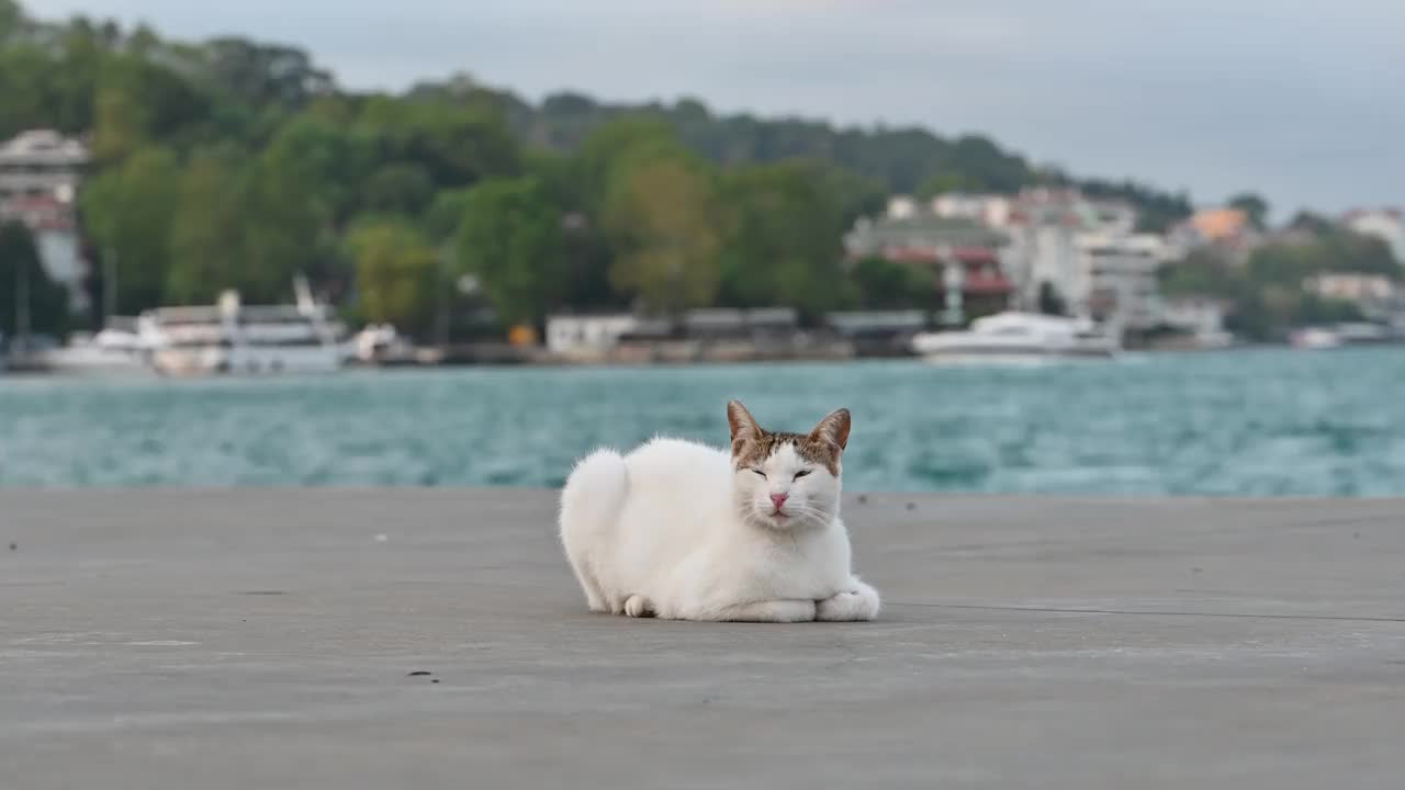 只流浪猫视频素材