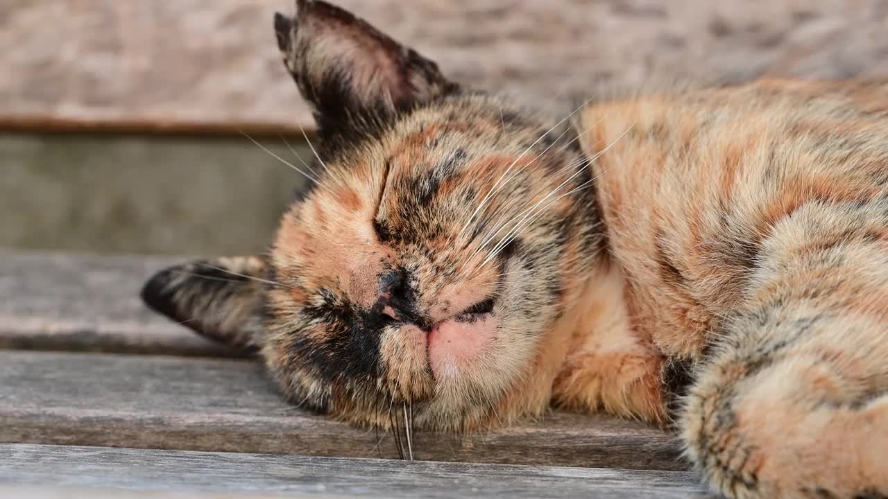 正在打盹的流浪猫视频素材