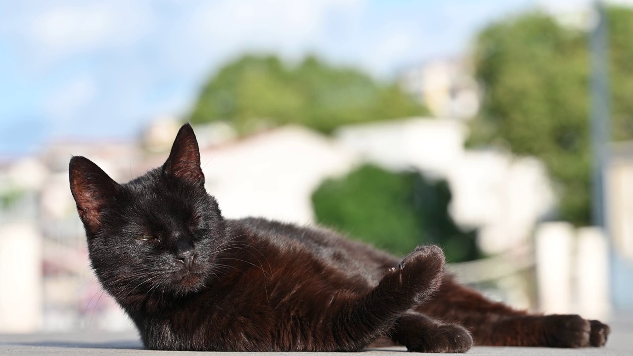 只流浪猫视频素材