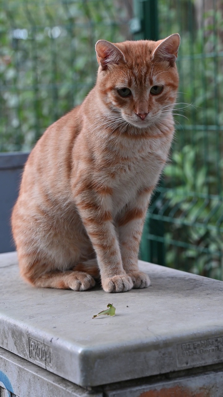 只流浪猫视频素材