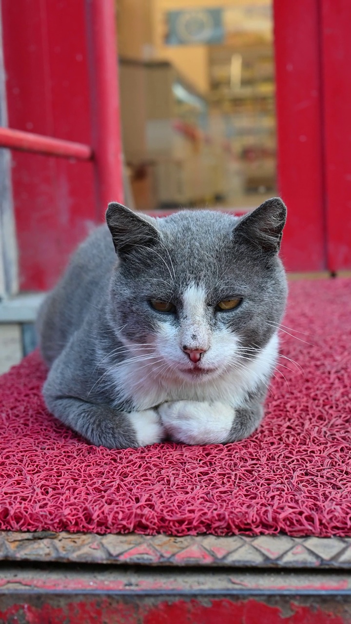 只流浪猫视频素材