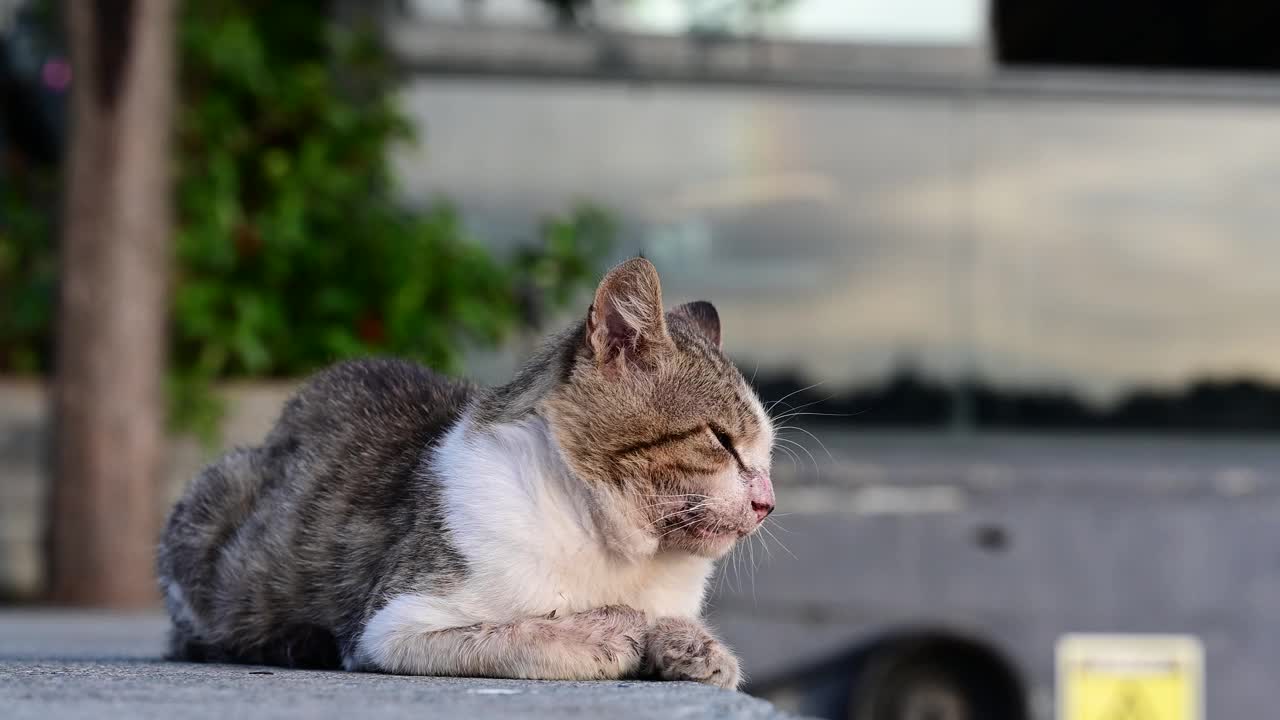 正在打盹的流浪猫视频素材