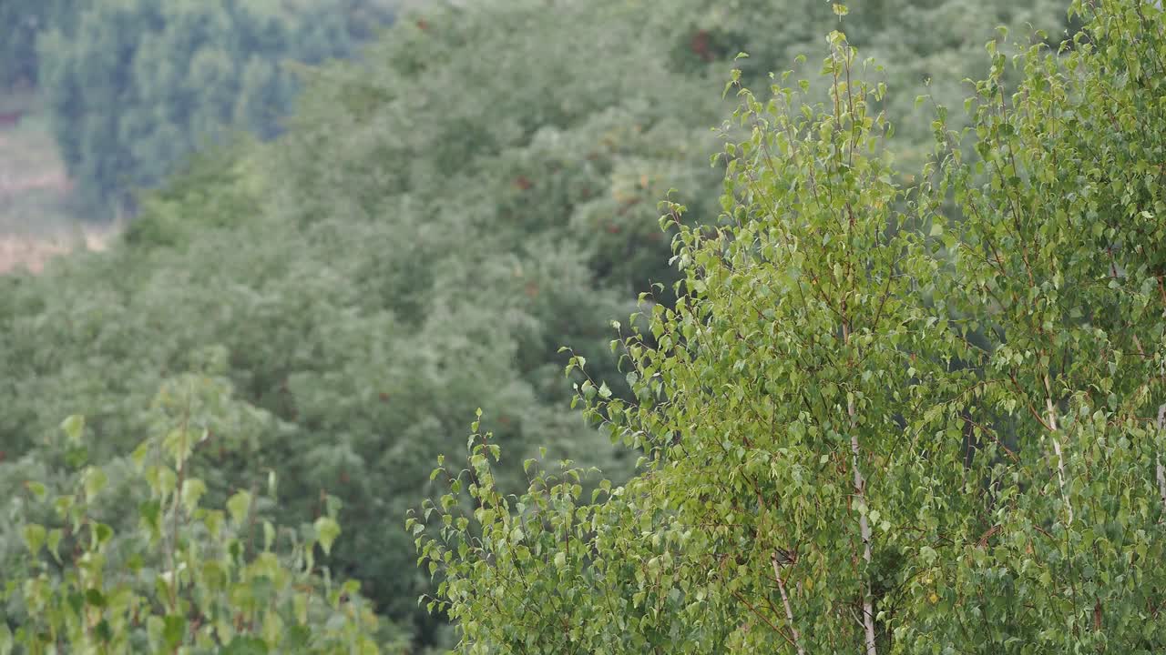 夏天，风吹过桦树的叶子。视频素材