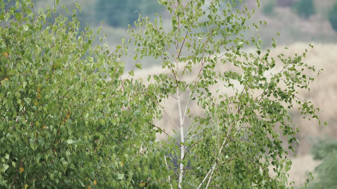 夏天，风吹过桦树的叶子。视频素材