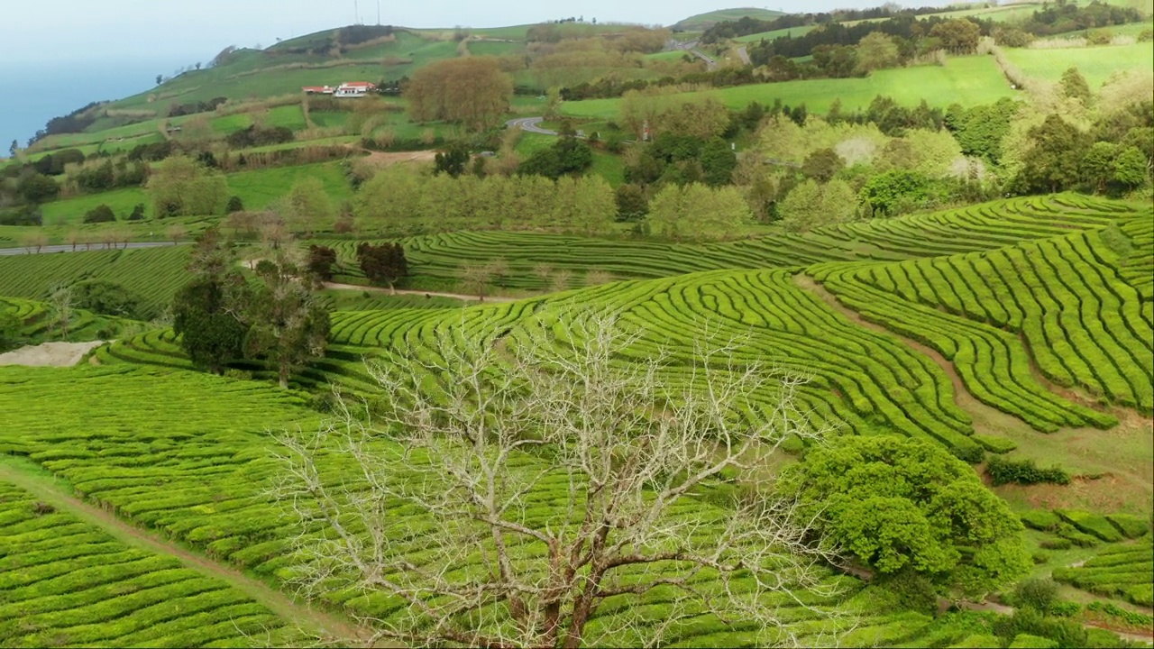 无人机拍摄的绿茶种植园。俯瞰如画的绿色风景。视频素材