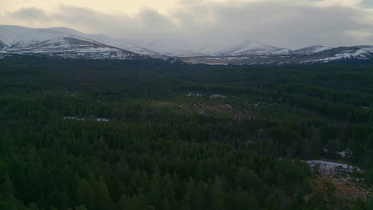 一群高大的针叶树映衬着多云的天空。展现树木繁茂的冬季山景全景。英国苏格兰视频素材