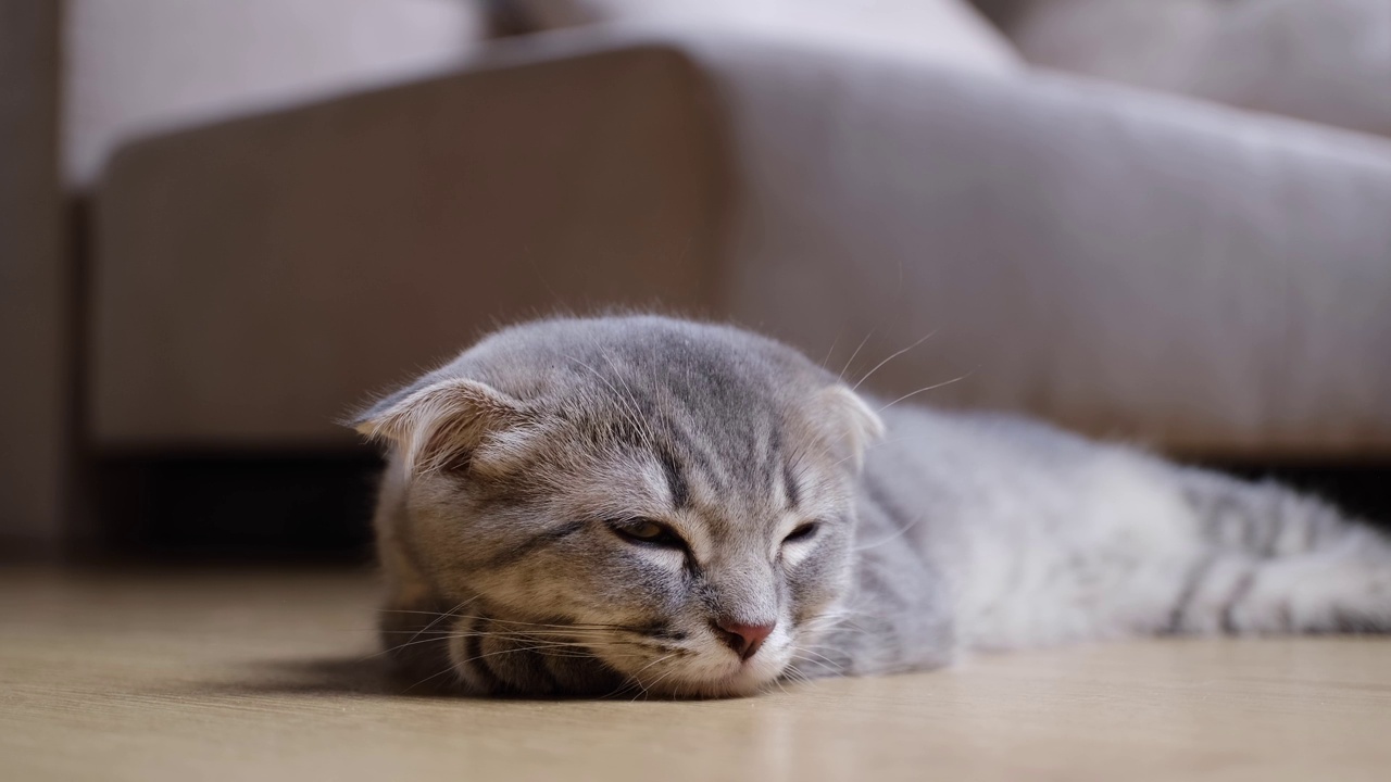 小猫的猫视频素材