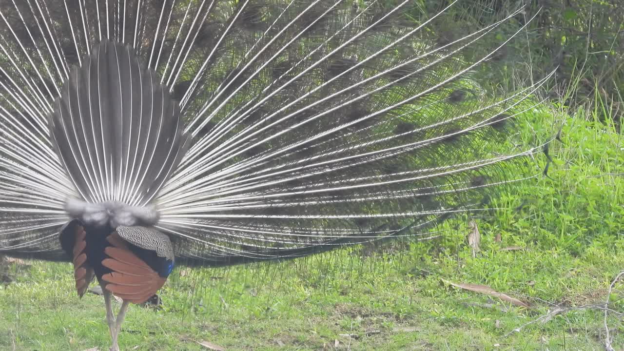 孔雀鸟在陆地上跳舞视频素材