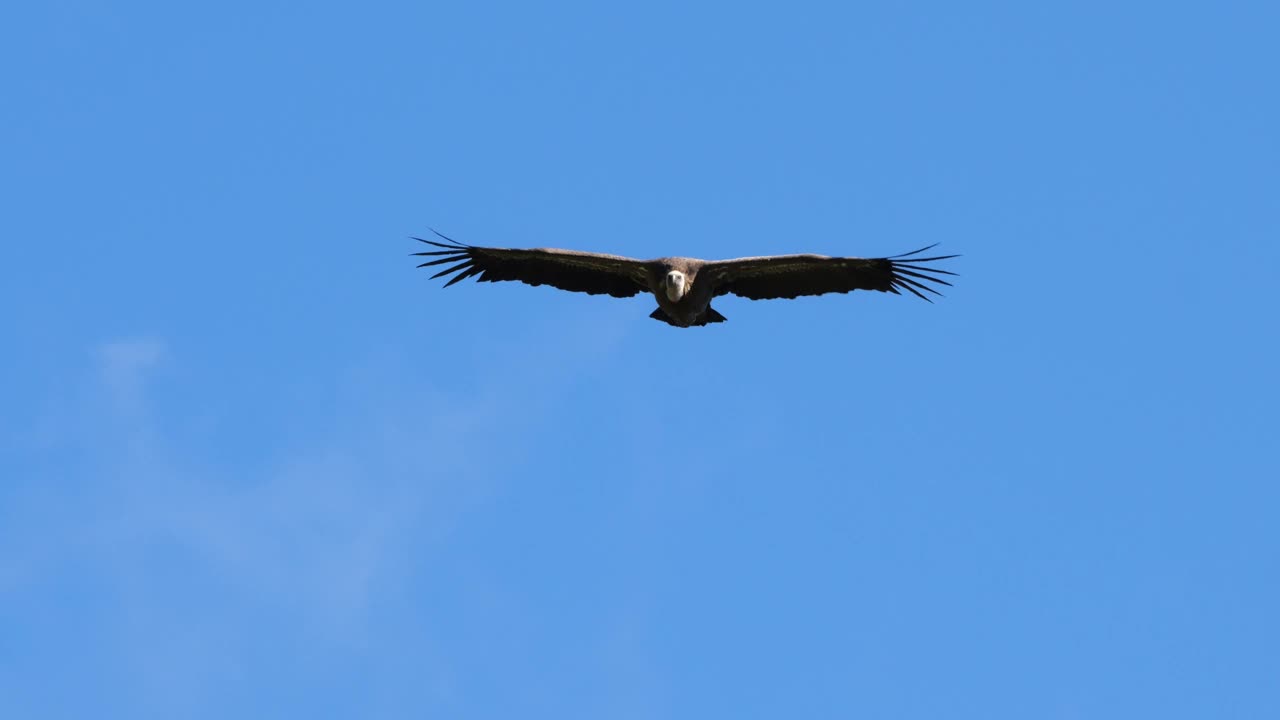 法国洛泽尔省，鹰头鹫飞过Jonte Gorges视频素材