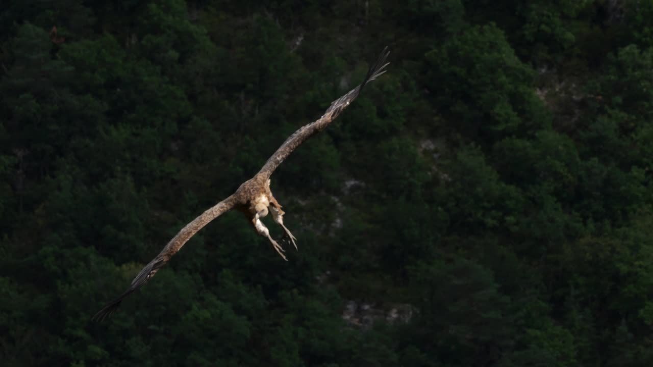 法国洛泽尔省，鹰头鹫飞过Jonte Gorges视频素材