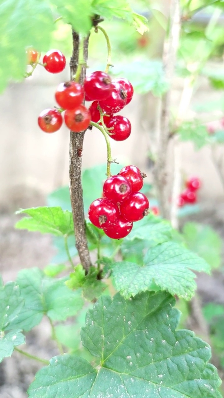 红醋栗特写视频素材