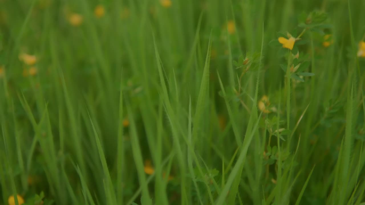 镜头优雅地移动着，捕捉到了绿油油的草地上点缀着鲜艳的黄花的风景如画的场景。视频素材