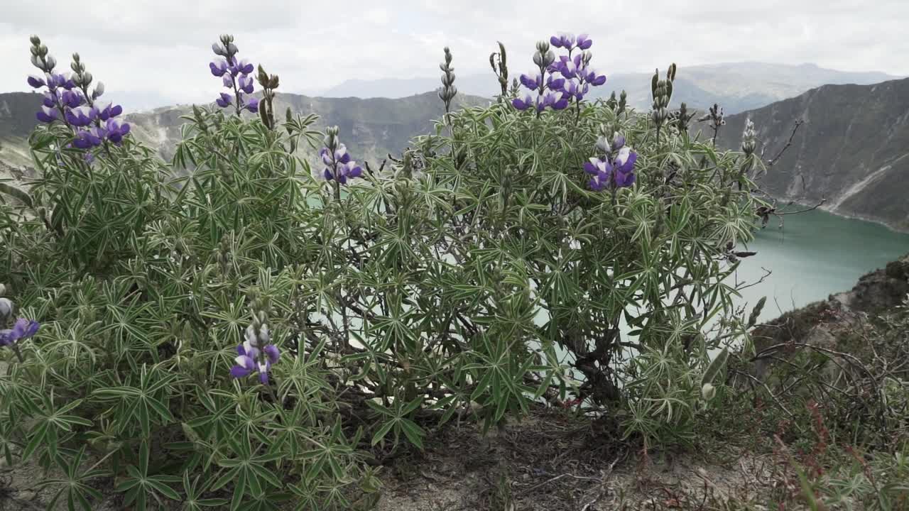 拉古纳奎洛托亚是一个充满水的火山口湖，也是厄瓜多尔安第斯山脉最西端的火山。火山口有绿松石般的水体，还有一条很受欢迎的徒步小径，叫做quilotoa loop。视频素材