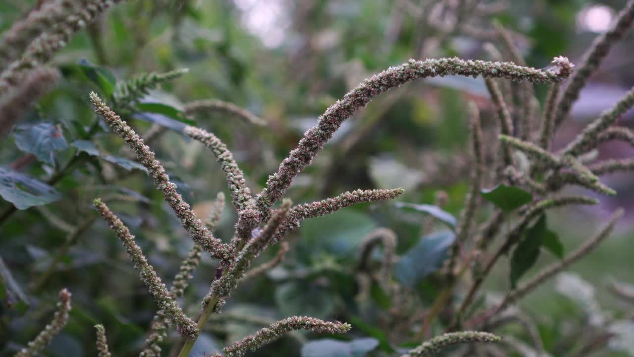 花苋菜视频素材